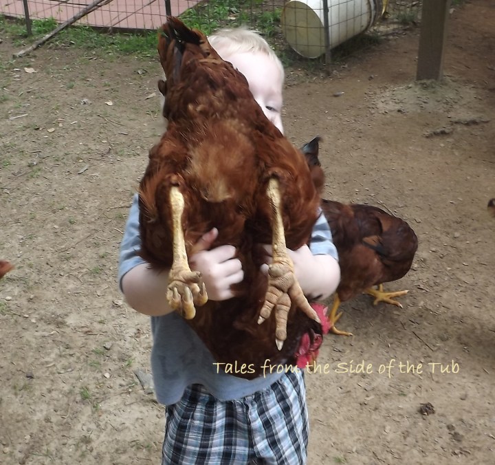 Leo and chicken