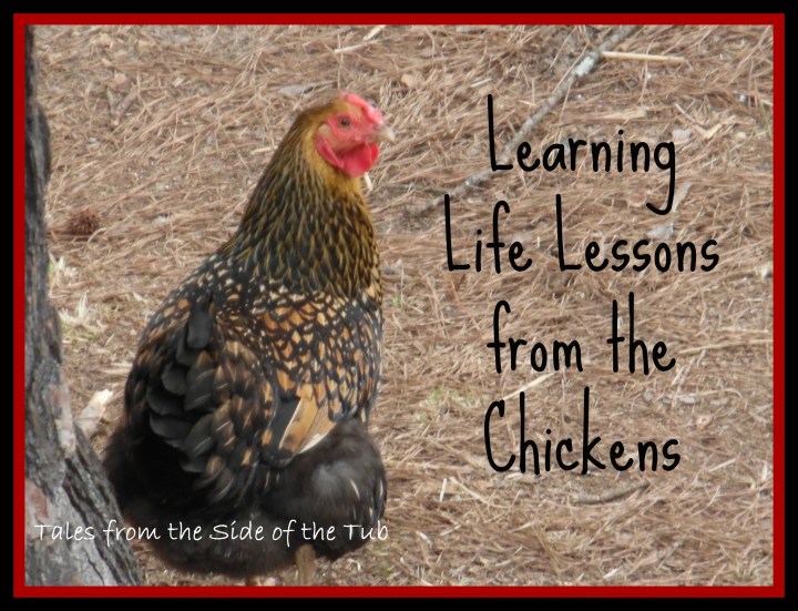 lessons from the chickens