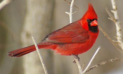 cardinal