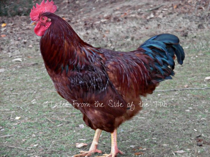 Rest in peace, Ginger.