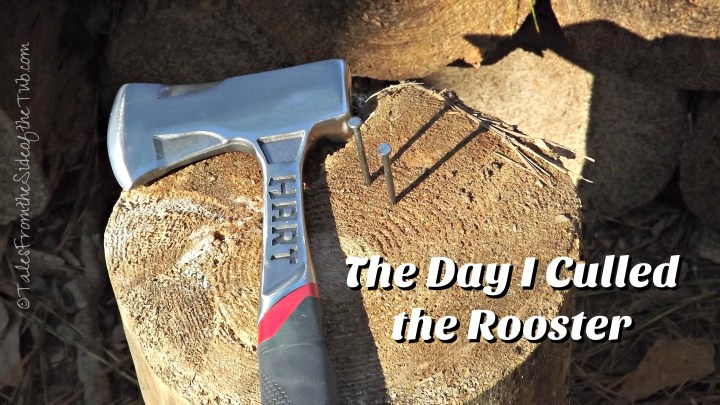 the-day-i-culled-the-rooster
